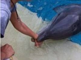 SeaWorld dolphin bites nine-year-old girl during family visit to Texas park